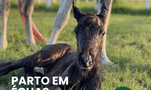 PARTO EM ÉGUAS – MENTORIA TF