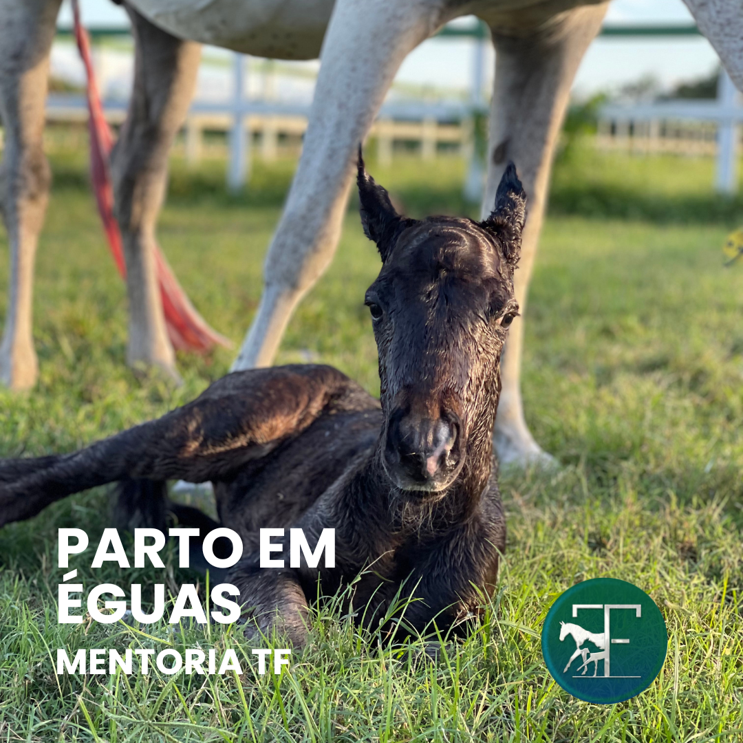 PARTO EM ÉGUAS – MENTORIA TF